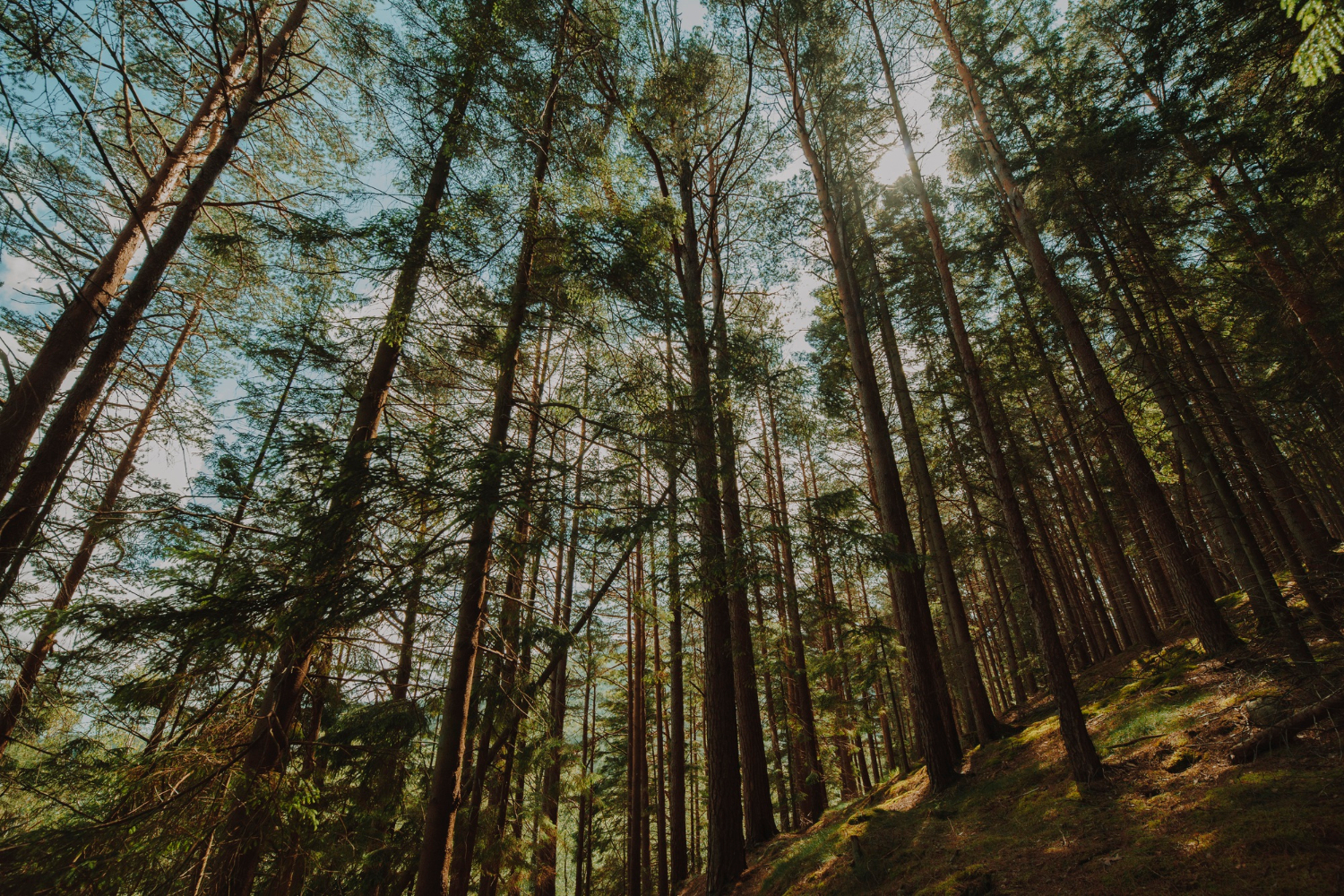 forest Home - Di Raimondo Macchine Agricole