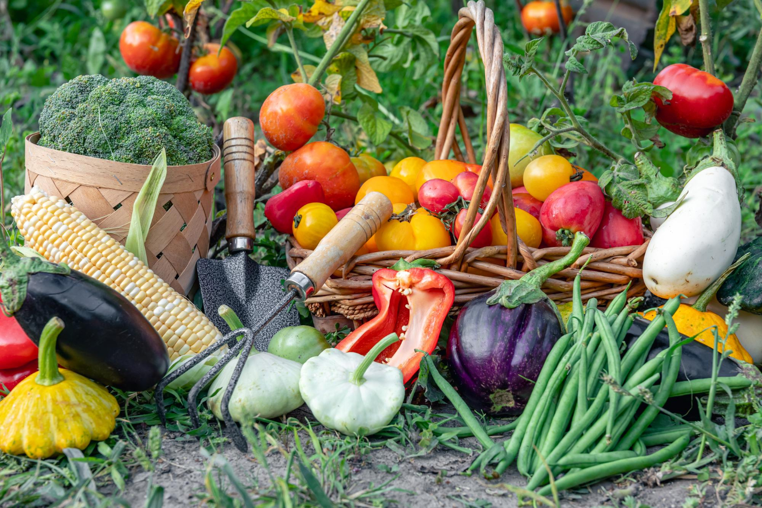 orto Home - Di Raimondo Macchine Agricole